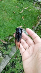 Cryptotympana aquila