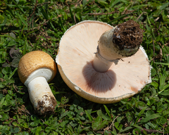 Agaricus