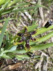 Ferraria crispa