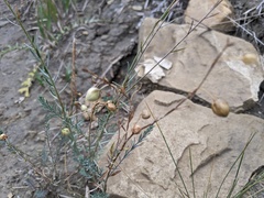Linum lewisii