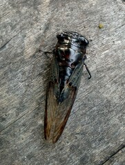 Cryptotympana aquila