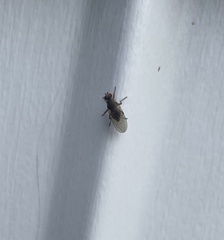 Heleomyzidae