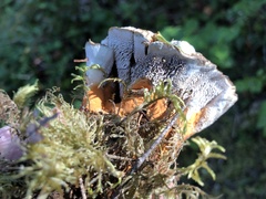 Hydnellum aurantiacum