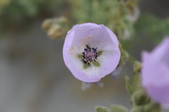 Malvaceae