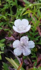 Phacelia platycarpa