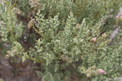 Malvaceae