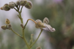 Malvaceae