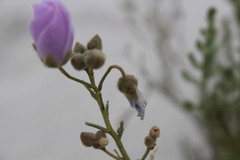 Malvaceae