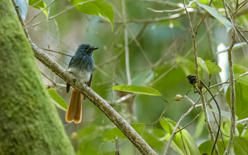 Visayan Fantail (Rhipidura albiventris), photo 7