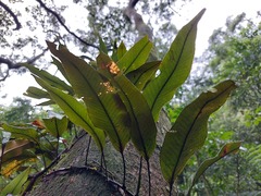 Pyrrosia lingua