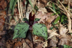 Trillium maculatum