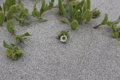 Nolana parviflora