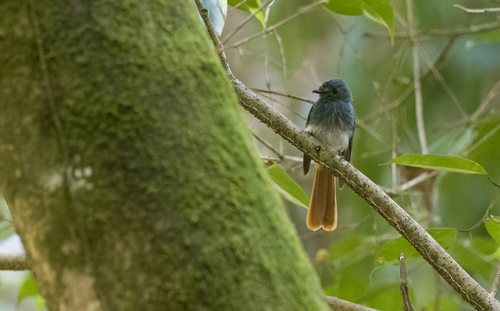 Visayan Fantail (Rhipidura albiventris), photo 8