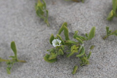 Nolana parviflora