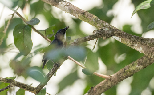 Black-belted Flowerpecker (Dicaeum haematostictum), photo 8