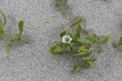 Nolana parviflora