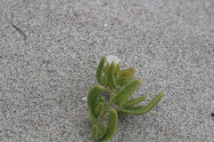 Nolana parviflora