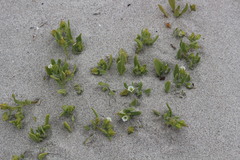 Nolana parviflora