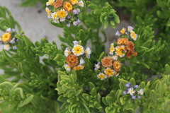 Heliotropium floridum