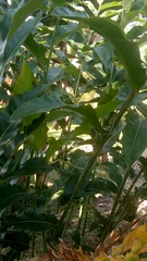 Chrysopelea paradisi