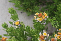 Heliotropium floridum