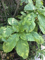 Pokeweed mosaic virus
