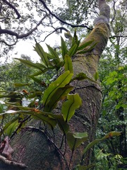 Pyrrosia lingua