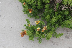 Heliotropium floridum