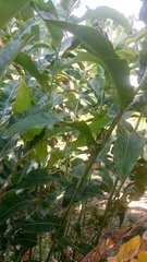 Chrysopelea paradisi