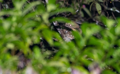 Batrachostomus septimus