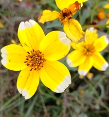 Bidens aurea