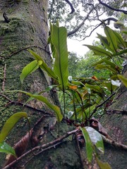 Pyrrosia lingua