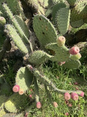 Opuntia hyptiacantha
