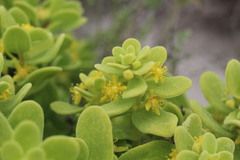 Tetragonia maritima