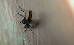 Polyrhachis armata