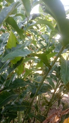 Chrysopelea paradisi