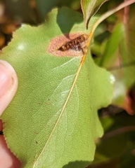 Gymnosporangium sabinae