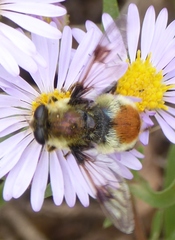 Sericomyia flagrans