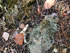 Pilophorus acicularis