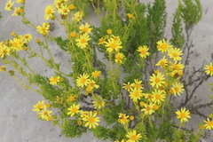 Senecio bahioides