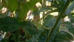 Chrysopelea paradisi