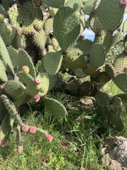 Opuntia hyptiacantha