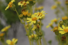 Senecio bahioides