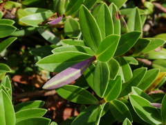 Veronica dieffenbachii