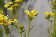 Senecio bahioides