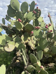 Opuntia hyptiacantha