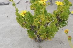 Senecio bahioides