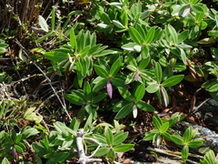 Veronica dieffenbachii
