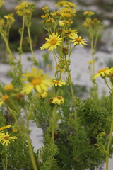 Senecio bahioides