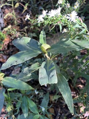 Commelina virginica